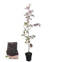 Fagus syl. Atropunicea
