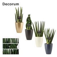 Sansevieria Cylindrica Mix in Carly (Neo Architect-coll.)