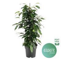 Ficus benjamina Danielle