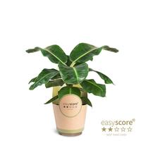 Musa Dwarf Cavendish