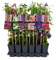 Mixtray Clematis
