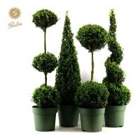 Buxus sempervirens special models XXL