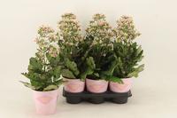 Kalanchoe Femini pink in potcover