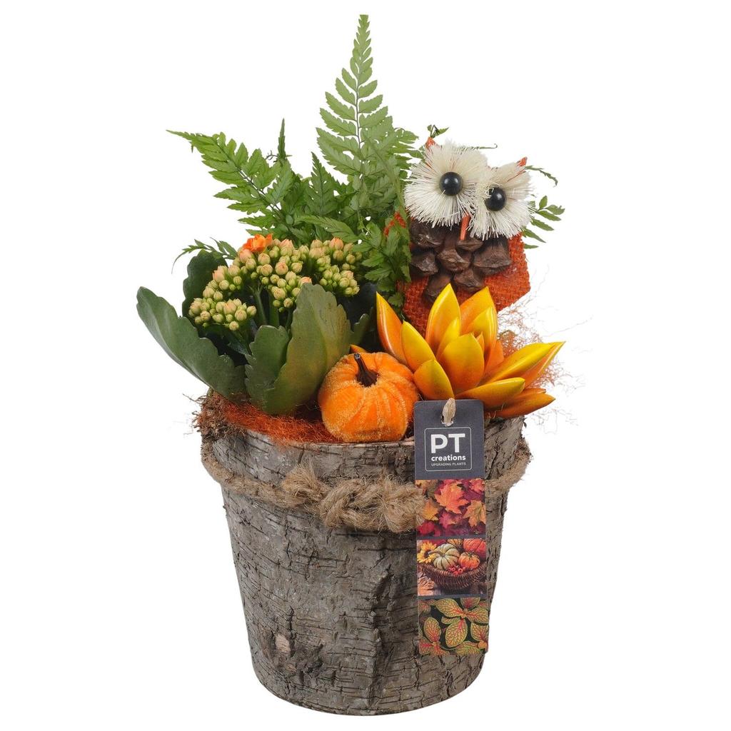 Picture of PTHI5474 Arrangement Autumn indoor in wooden pot P15 32cm