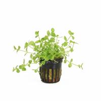 Bacopa australis