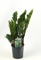 Zamioculcas Lucky Classic 6+ leafs