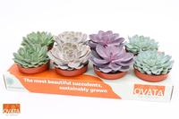 Echeveria in varieties