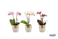 Phalaenopsis hybrid George Tiny Dolls Mix+ Aqua