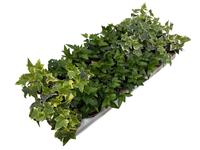 Hedera helix in varieties