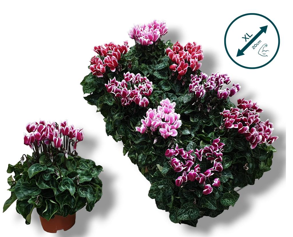 Picture of Cyclamen FUJI in varieties P10.5 25CM