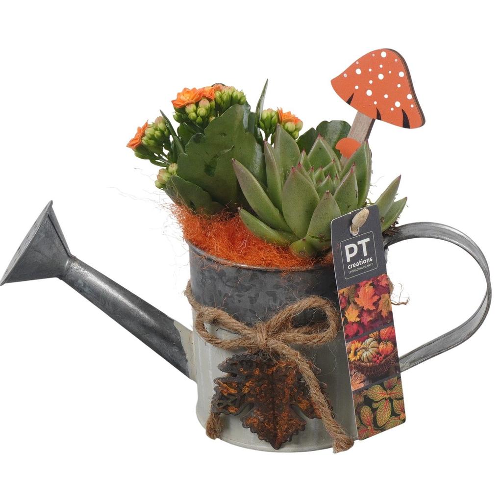 Picture of PTHI5307 Arrangement Autumn Indoor in metal watercan P10 21CM
