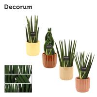 Sansevieria Cylindrica Mix in Liam (Coffee blend-collecti