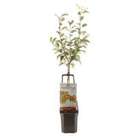 Malus dom. Delcorf - Wonder Tree