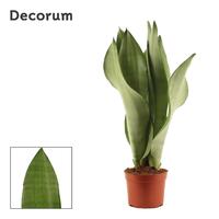 Sansevieria Moonshine