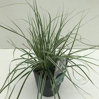 Carex osh. Everest
