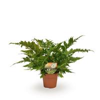 Dryopteris erythrosora (INDOOR)
