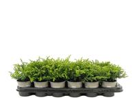 Juniperus com. Goldschatz