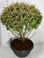 Elaeagnus ebbingei