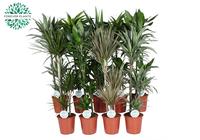 Houseplants in varieties (Yucca, Dracaena varieties)