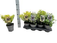 Euonymus fort. in varieties