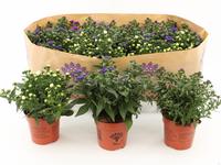 Aster Showmakers in varieties 3-4 colours mixtray