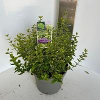 Euonymus fort. Emerald 'n Gold