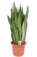 Sansevieria zeylanica