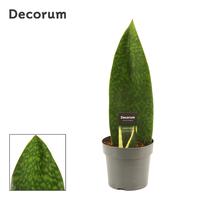 Sansevieria Masoniana Green