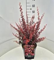 Berberis thu. Rose Glow