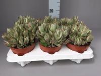 Crassula Swaziensis Variegata