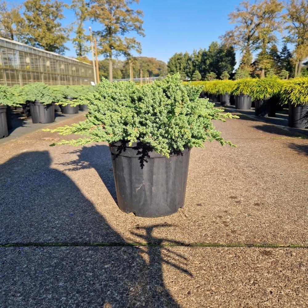 Picture of Juniperus proc. Nana C8 30/40