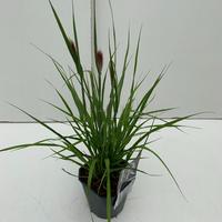 Pennisetum mas. Red Bunny Tails