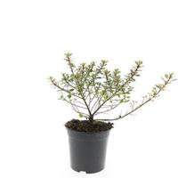 Escallonia lae. Red Dream