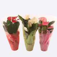 Anthurium in 3 colour varieties in Rondello Selected