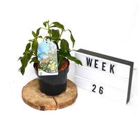Hedera col. Fall Favourite