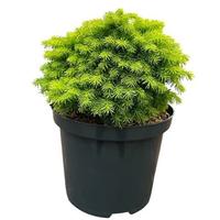 Picea a. Little Gem