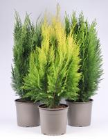 Juniperus in varieties