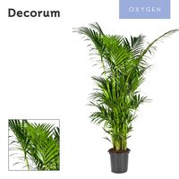 Howea forsteriana 280 CM (Kentia) 20pp