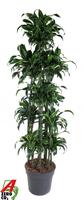 Dracaena Dorado 150-carrousel