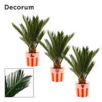 Cycas revoluta , 6+ leafs in Romée (Sympathetic moo