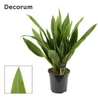 Sansevieria Aubrytiana Yellow Edge (Decorum)