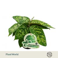 Homalomena Camouflage