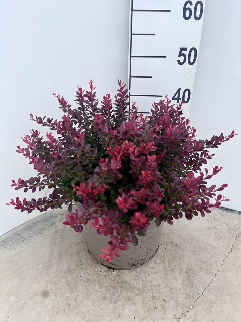 Afbeeldingen van Berberis thu. Atropurpurea Nana P29 (10 Ltr)