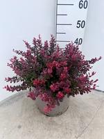 Berberis thu. Atropurpurea Nana