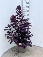 Cotinus cogg. 'Royal Purple