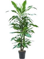 Dracaena fragrans Burundii