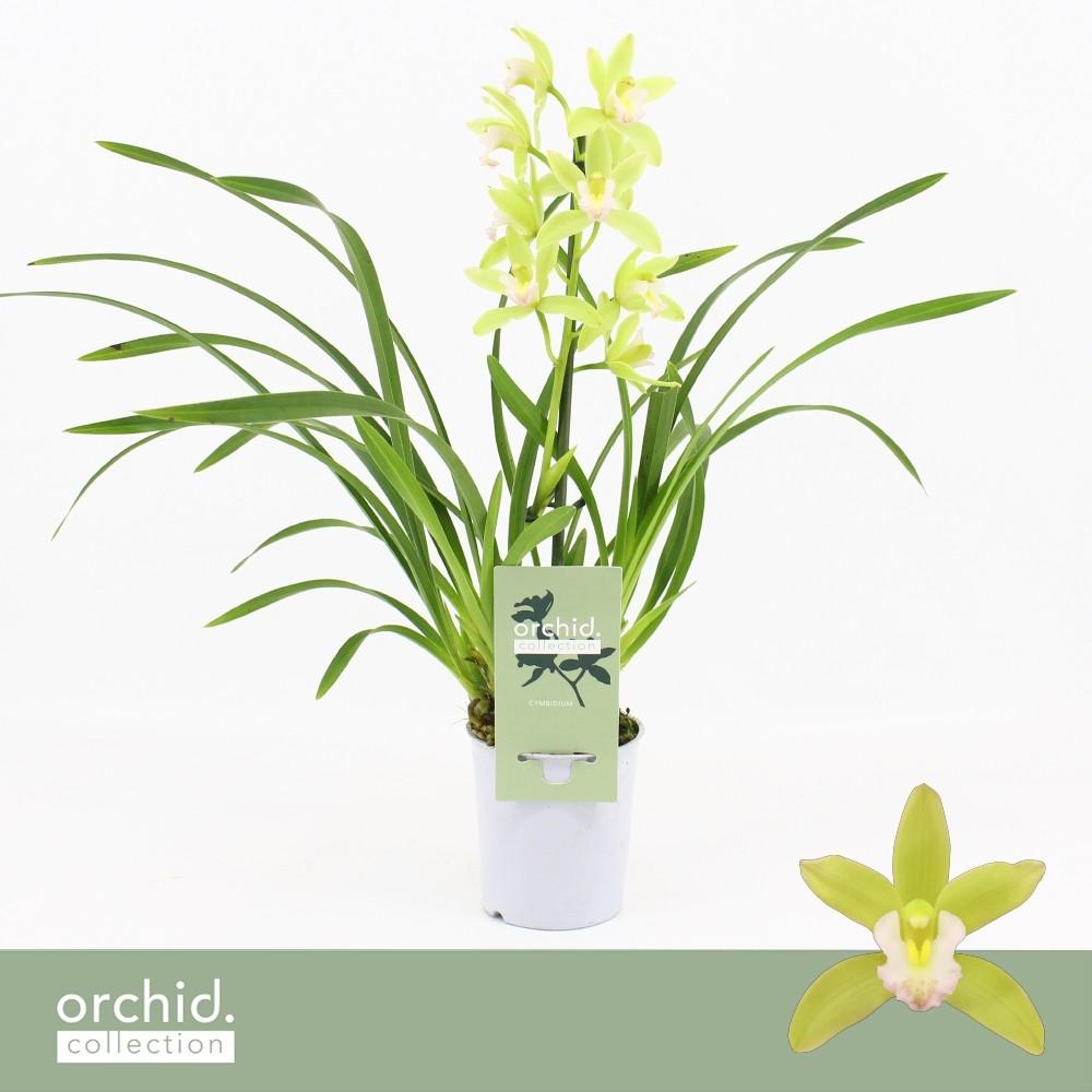 Image de Cymbidium hybrid Mint Source 1-Spike Orchid Collection P9 40CM