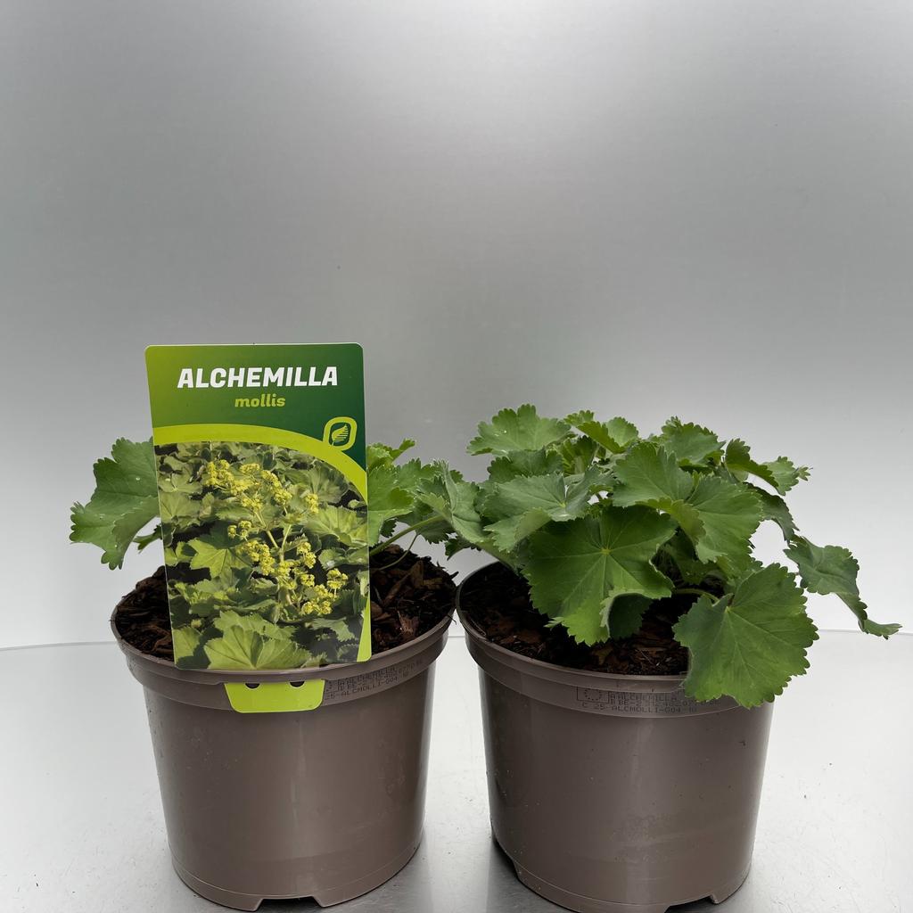 Image de Alchemilla mollis P17 (2 Ltr)