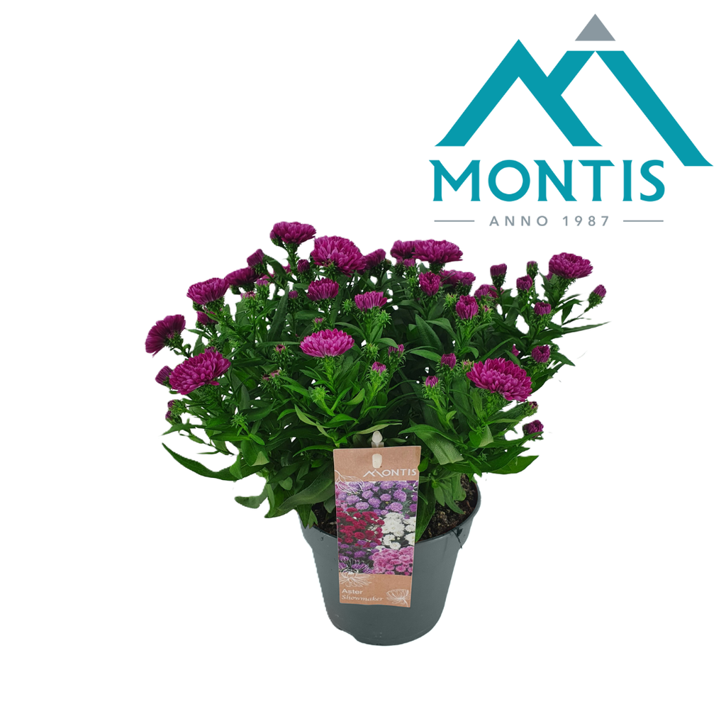 Obrázek Aster Showmaker Magenta P14 25CM