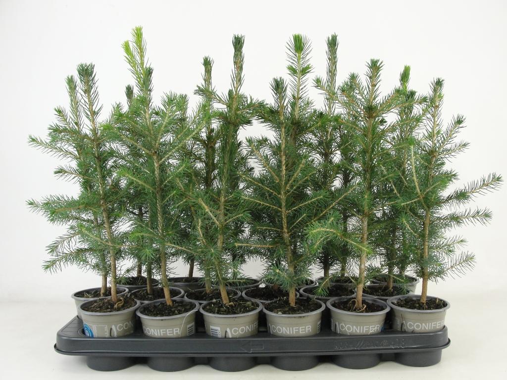 Picture of Picea abies P9